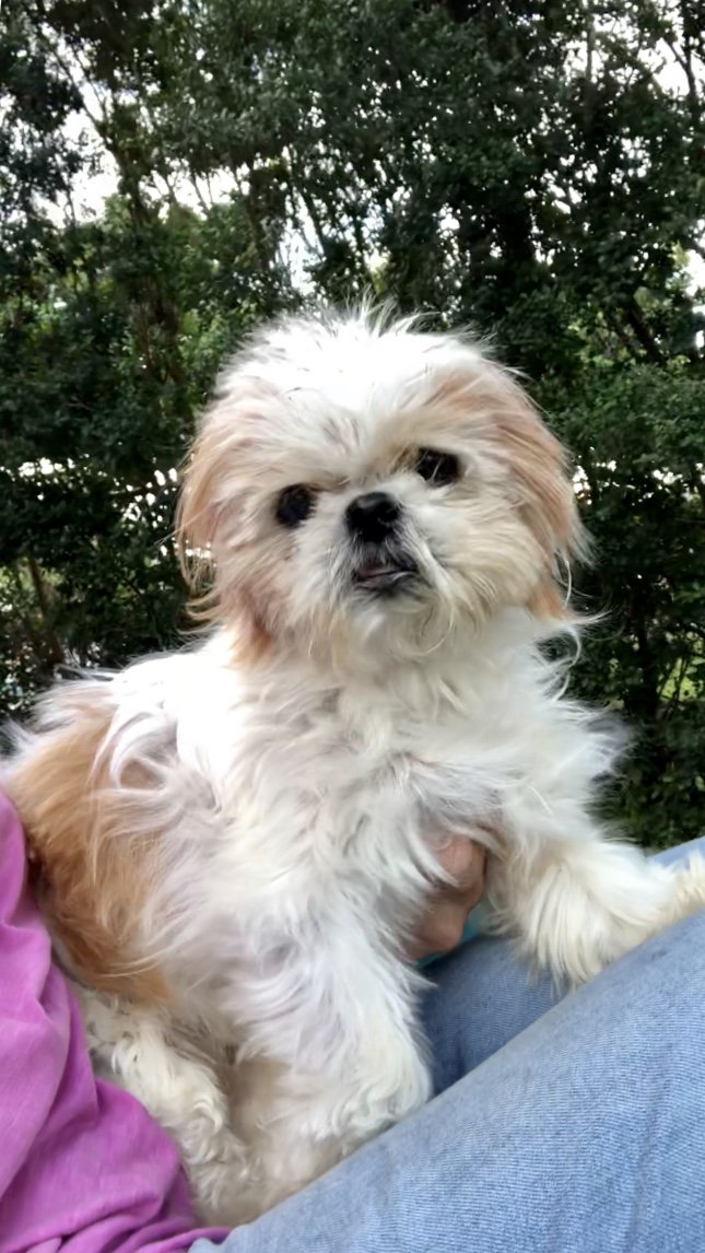 adoptable Dog in Fort Lauderdale, FL named Sassy Rose