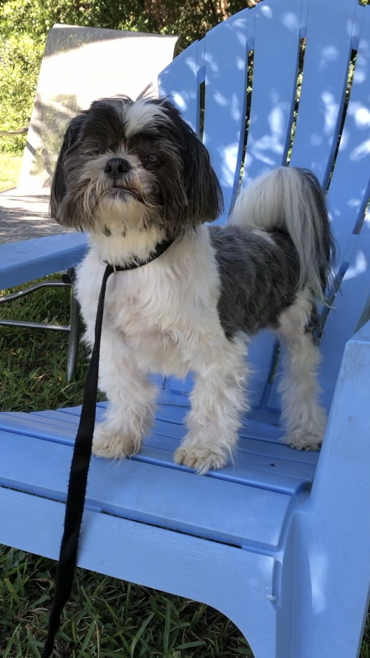 adoptable Dog in Fort Lauderdale, FL named Easton