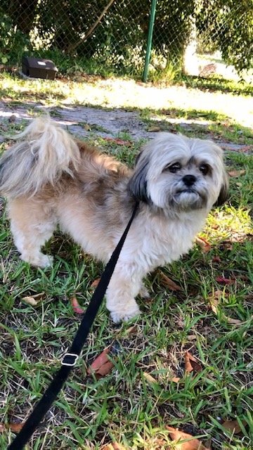 adoptable Dog in Fort Lauderdale, FL named Teddy