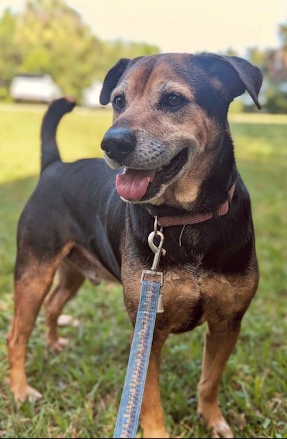 adoptable Dog in Fort Lauderdale, FL named Buddy James