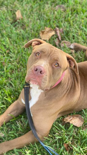 adoptable Dog in Fort Lauderdale, FL named Bull