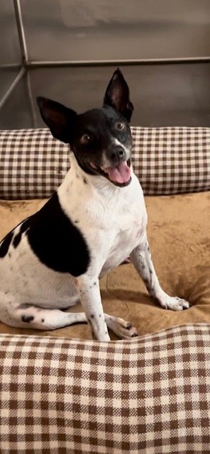 adoptable Dog in Fort Lauderdale, FL named Charlotte Grace