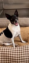 adoptable Dog in  named Charlotte Grace