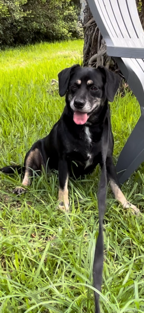 adoptable Dog in Fort Lauderdale, FL named Sasha  Mae