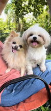 adoptable Dog in Fort Lauderdale, FL named Gracie & Stacy