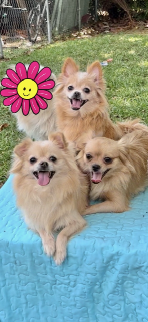 adoptable Dog in Fort Lauderdale, FL named Annie Mae & Dana & Doris