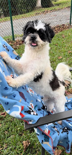 adoptable Dog in Fort Lauderdale, FL named Fuji