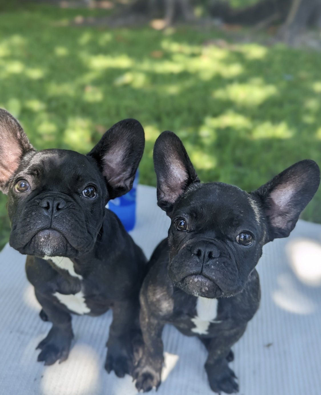 Dog for Adoption Kirstie & Percy, a French Bulldog in Lake Worth, FL Alpha Paw