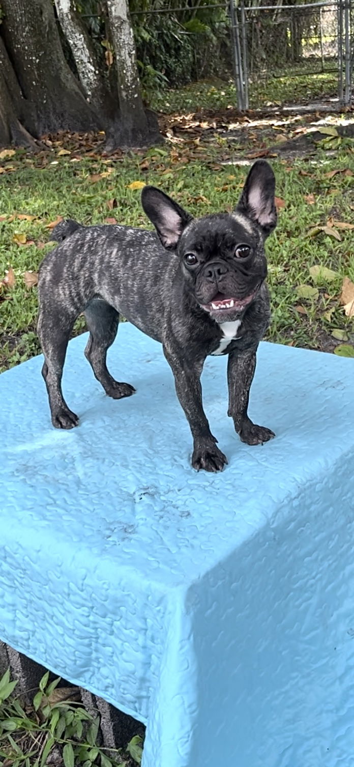 adoptable Dog in Fort Lauderdale, FL named Kirstie