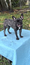 adoptable Dog in  named Kirstie