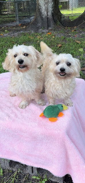 adoptable Dog in Fort Lauderdale, FL named Lexi & Missy