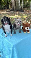 adoptable Dog in  named Sasha & Scarlett