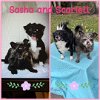adoptable Dog in  named Sasha & Scarlett