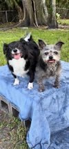 adoptable Dog in Fort Lauderdale, FL named Sasha & Scarlett