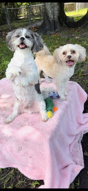 adoptable Dog in Fort Lauderdale, FL named Kiki Mae & Bucky