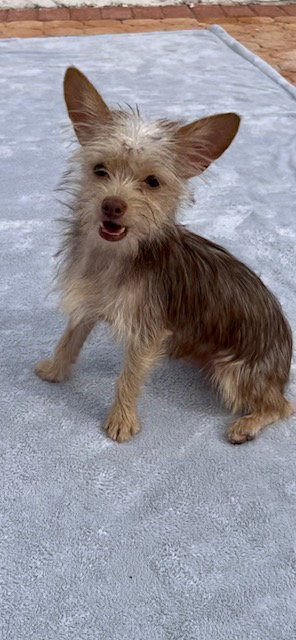 PATRICK & SEAN - Toy Terrier / Yorkshire Terrier Yorkie available for adoption