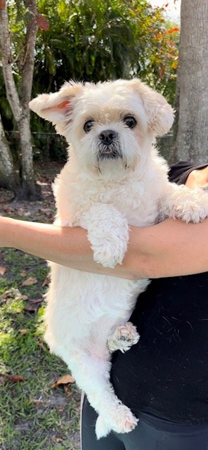 adoptable Dog in Fort Lauderdale, FL named Samira