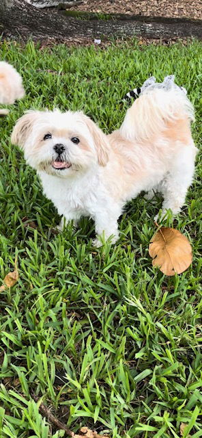 adoptable Dog in Fort Lauderdale, FL named Samira