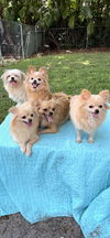 adoptable Dog in  named Precious Pom/Shih Tzu Family