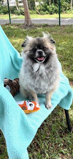 picture of the dog needing adoption