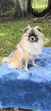 adoptable Dog in Fort Lauderdale, FL named Princess Gia