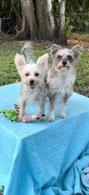 Bella & Cookie