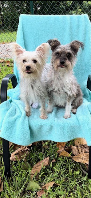 BELLA & COOKIE - Yorkshire Terrier Yorkie / Poodle (Toy) for adoption in Miramar