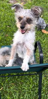 Bella & Cookie - Photo 2