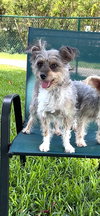 Bella & Cookie - Photo 4