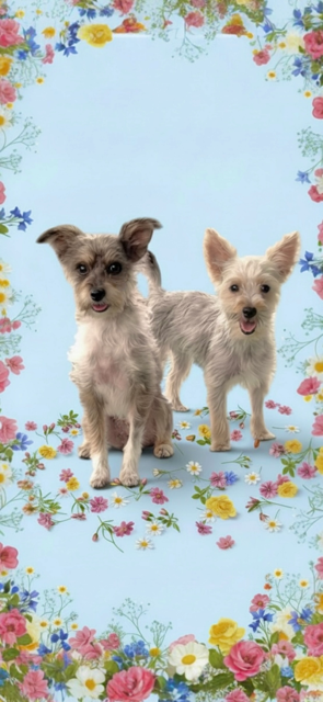 BELLA & COOKIE - Yorkshire Terrier Yorkie / Poodle (Toy) available for adoption