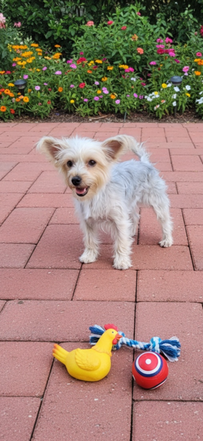 BELLA & COOKIE - Yorkshire Terrier Yorkie / Poodle (Toy) available for adoption