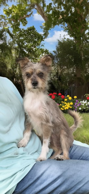Bella & Cookie