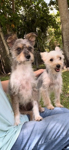 adoptable Dog in Fort Lauderdale, FL named Bella & Cookie