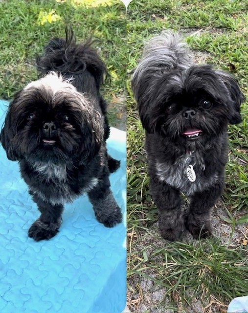 adoptable Dog in Fort Lauderdale, FL named Melissa & Muffin
