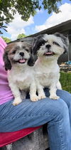 adoptable Dog in  named Kevin & Mae Belle