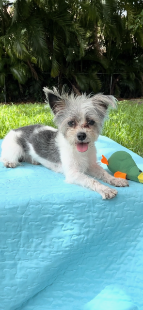 adoptable Dog in Fort Lauderdale, FL named Timothy James