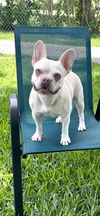 adoptable Dog in  named Bernadette