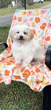 adoptable Dog in  named Toodles