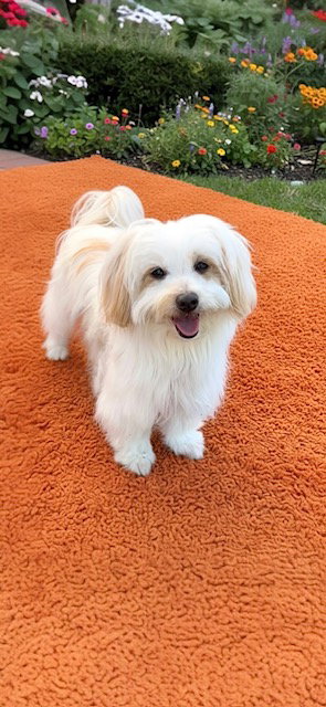 TOODLES - Maltese for adoption in Miramar