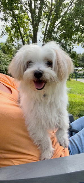 adoptable Dog in Fort Lauderdale, FL named Toodles