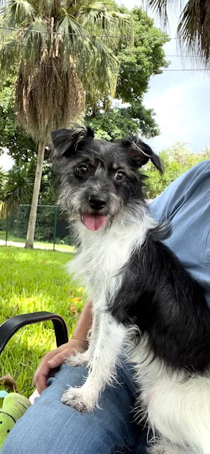 adoptable Dog in Fort Lauderdale, FL named Jake