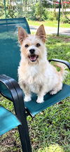 adoptable Dog in  named Wanda