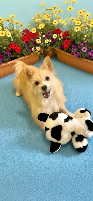 WANDA - Podengo Portugueso available for adoption