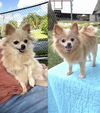 adoptable Dog in  named Doris & Gracie