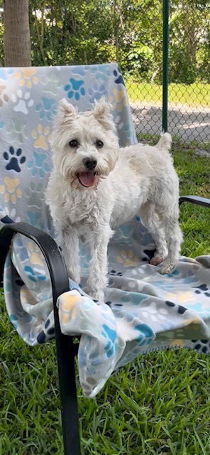 picture of the dog needing adoption
