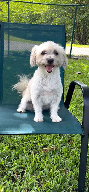 picture of the dog needing adoption