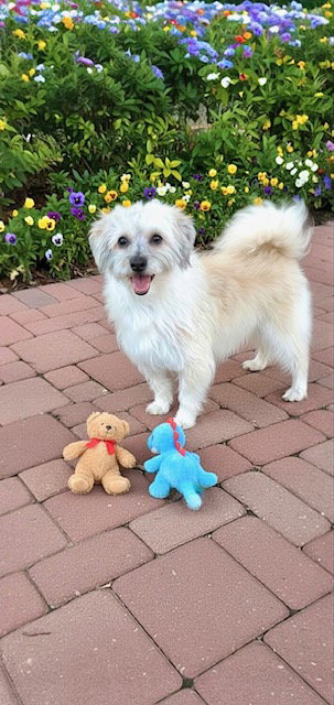 ROCKY WYNN - Shih Tzu / Maltese available for adoption
