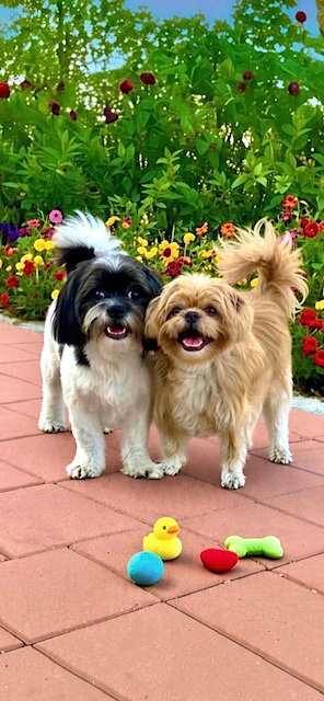 Mikey James & Leo Thomas, Shih Tzu