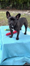 adoptable Dog in  named Percy