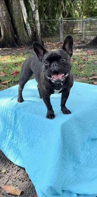 Percy - French Bulldog